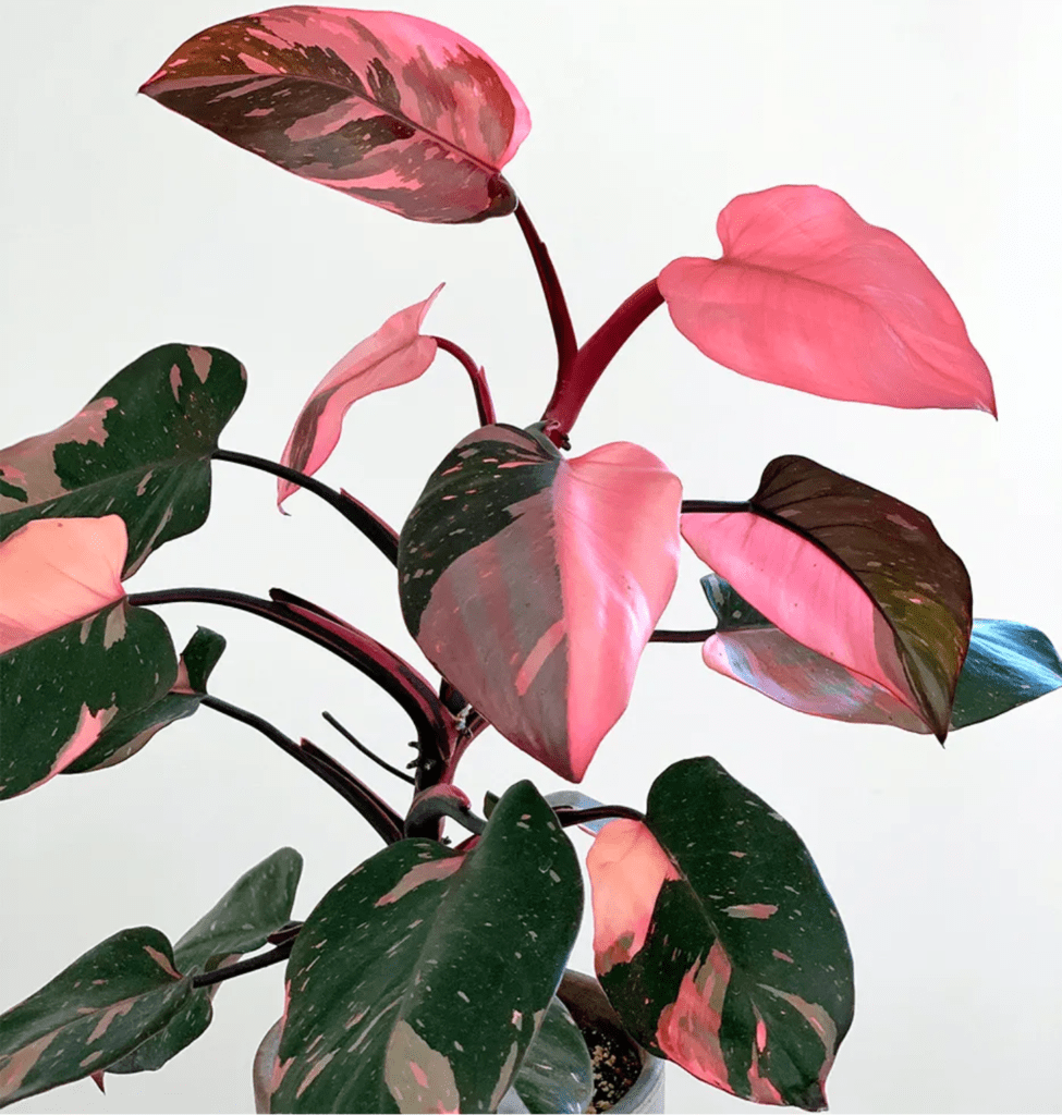 a rare and exotic houseplant -- pink princess philodendron